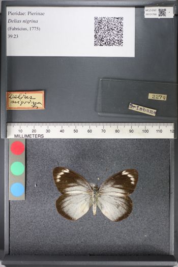 Media type: image;   Entomology 131766